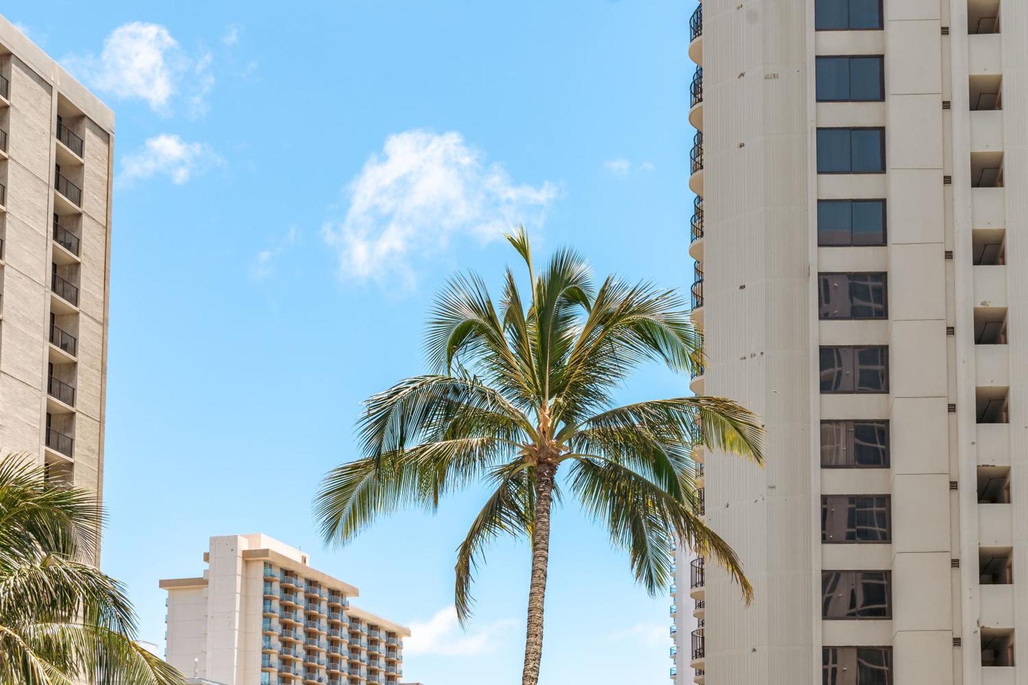 Renovated Ocean View Suite, Near Beach, Free Parking Honolulu Eksteriør bilde